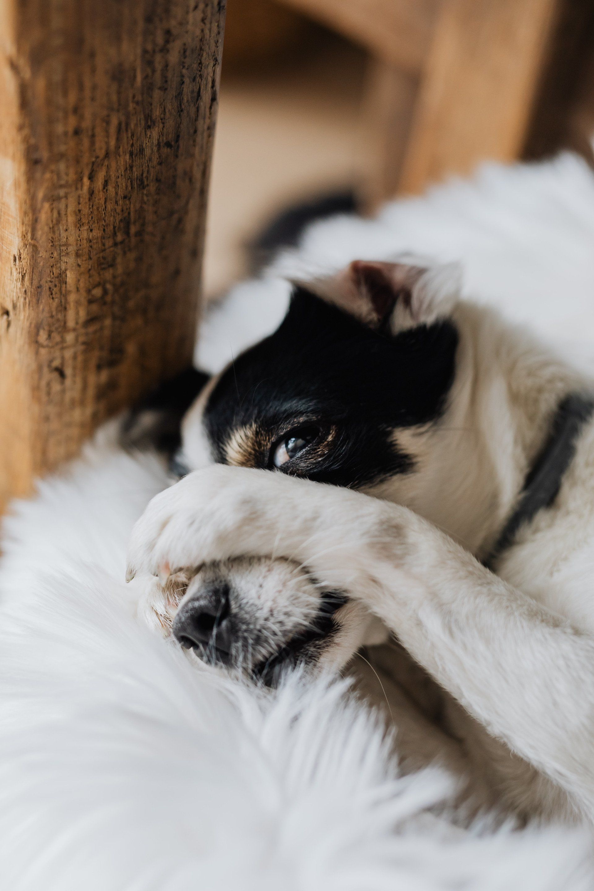 Dog hiding its face with its paw
