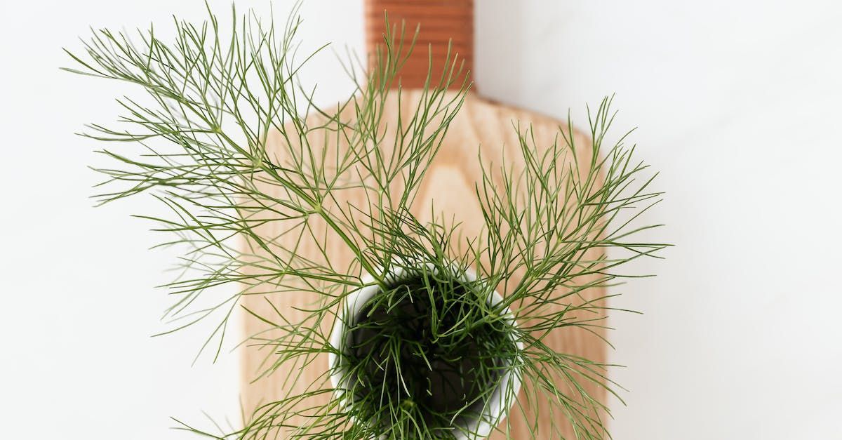 Photo of dill leaves in a cup