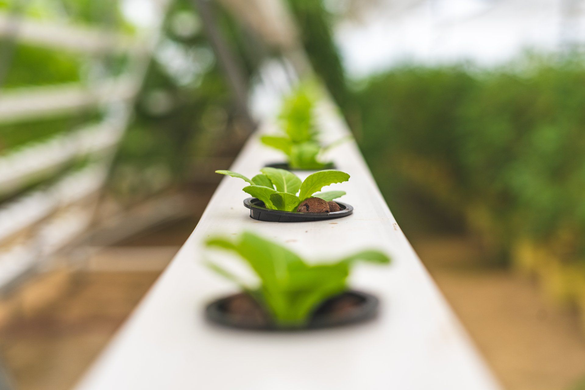 A row of small plants growing in a greenhouse.