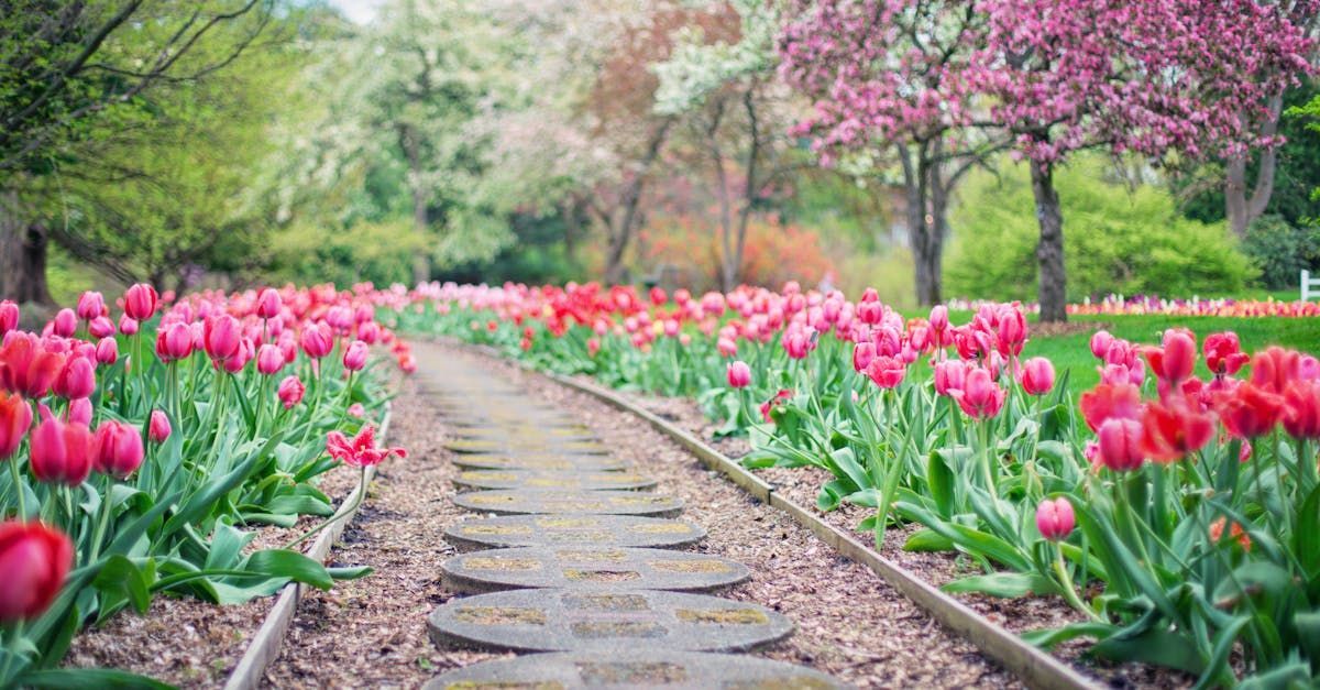 Garden path lined with pink tulips and blooming trees in spring