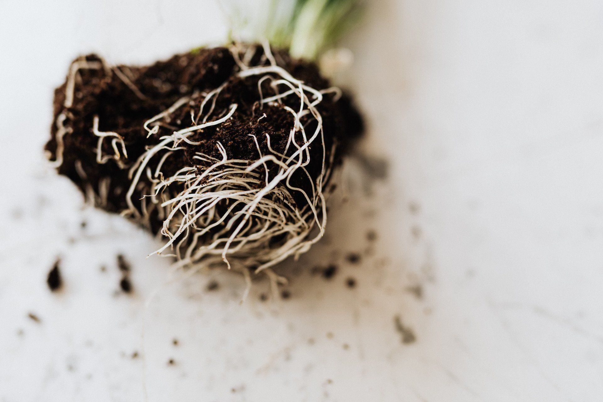 A close up of a plant 's roots on a white surface.