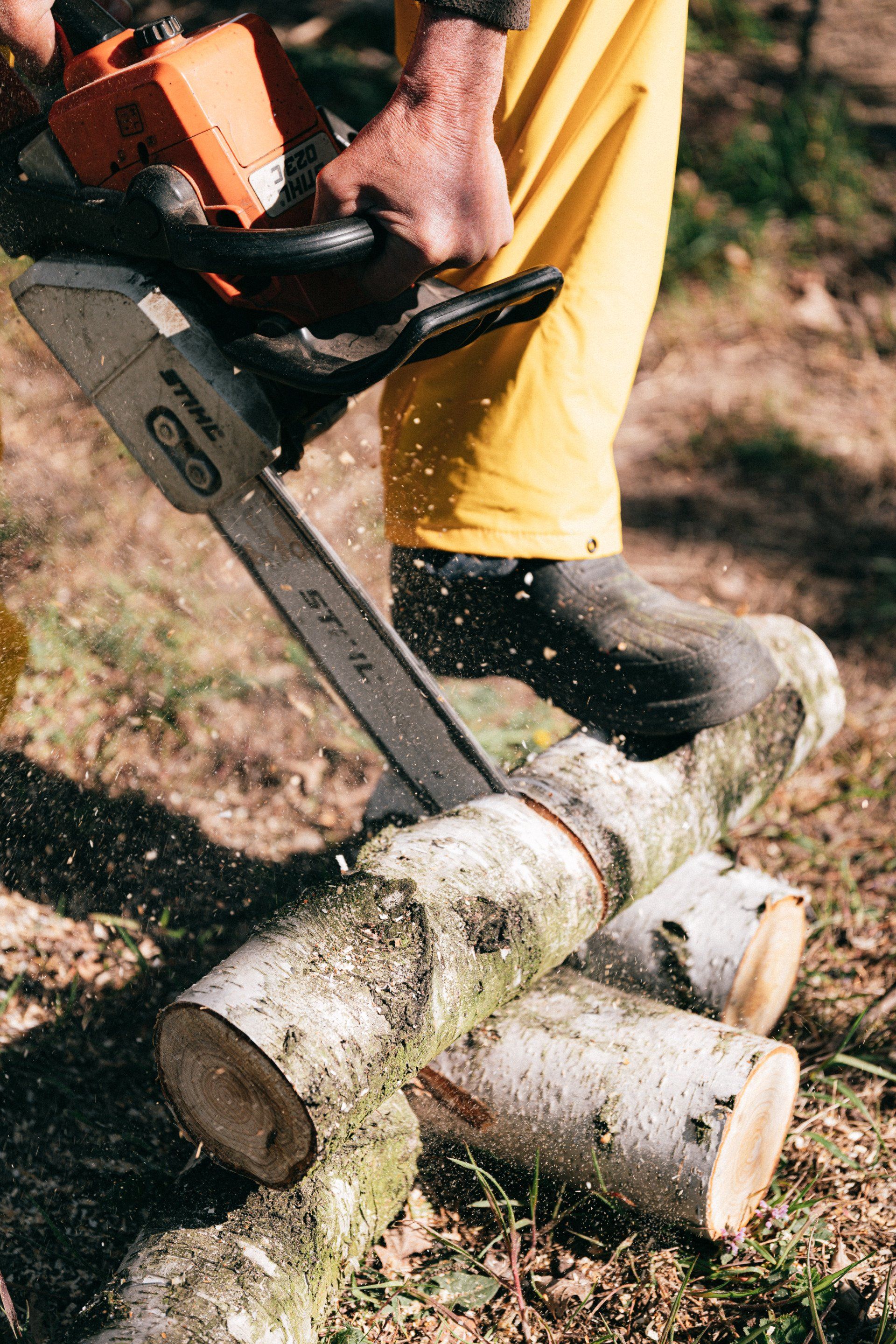 Residential tree care expert providing personalized service
