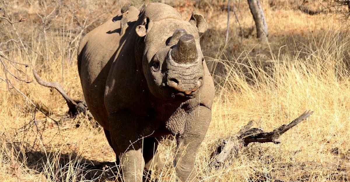 a black rhino with a trimmed horn standing in the grass