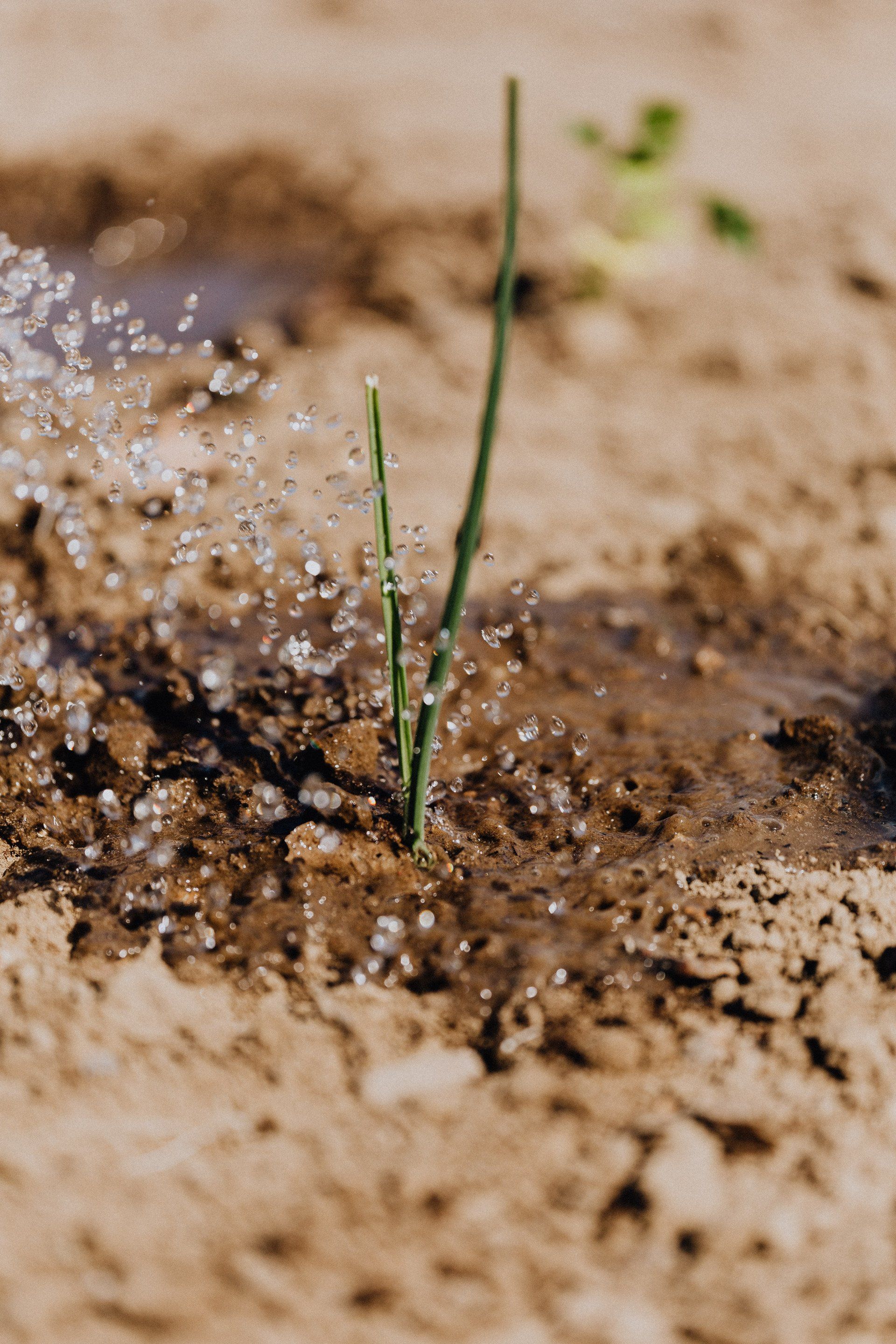 a plant being watered