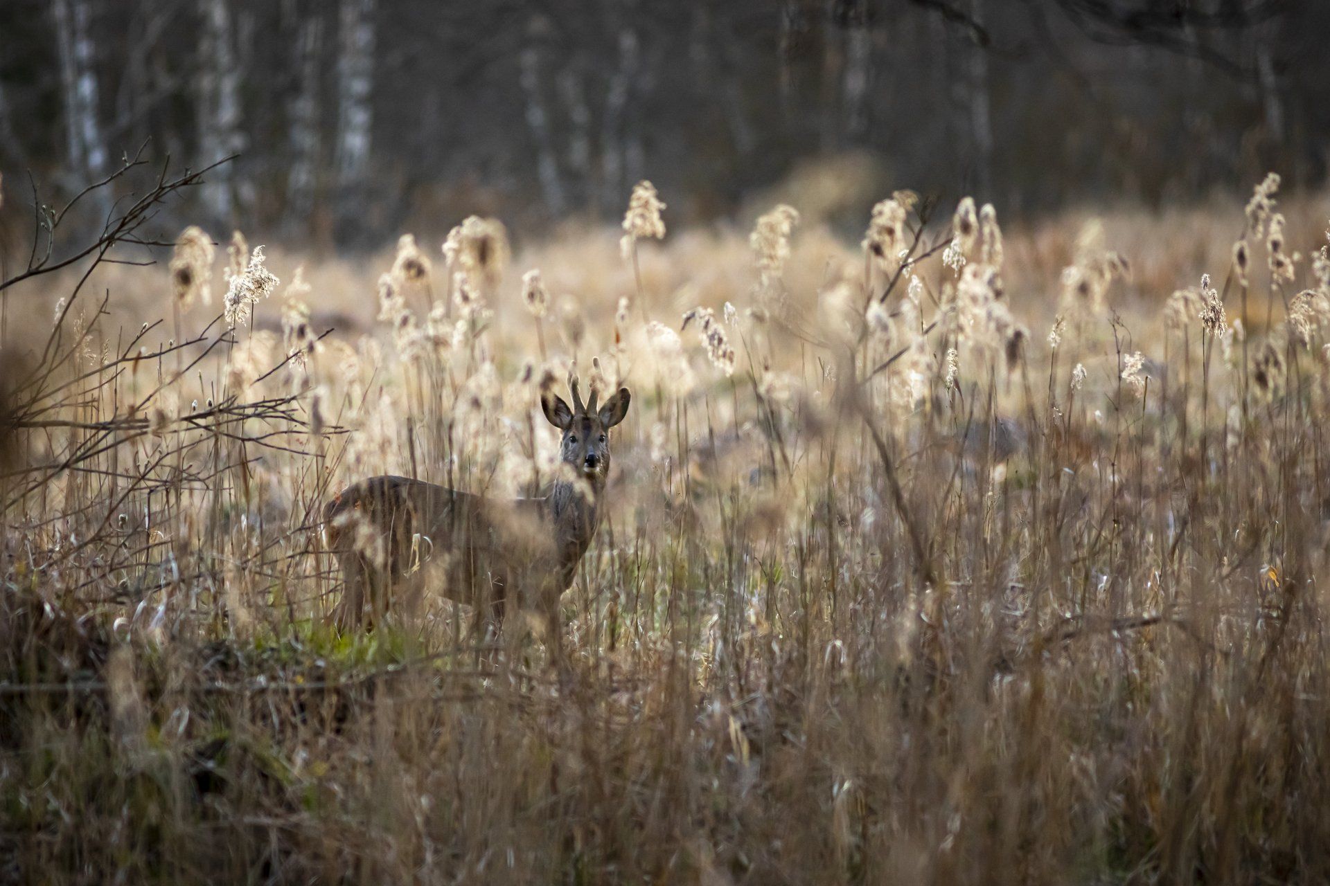 A deer is standing in a field of tall grass.
