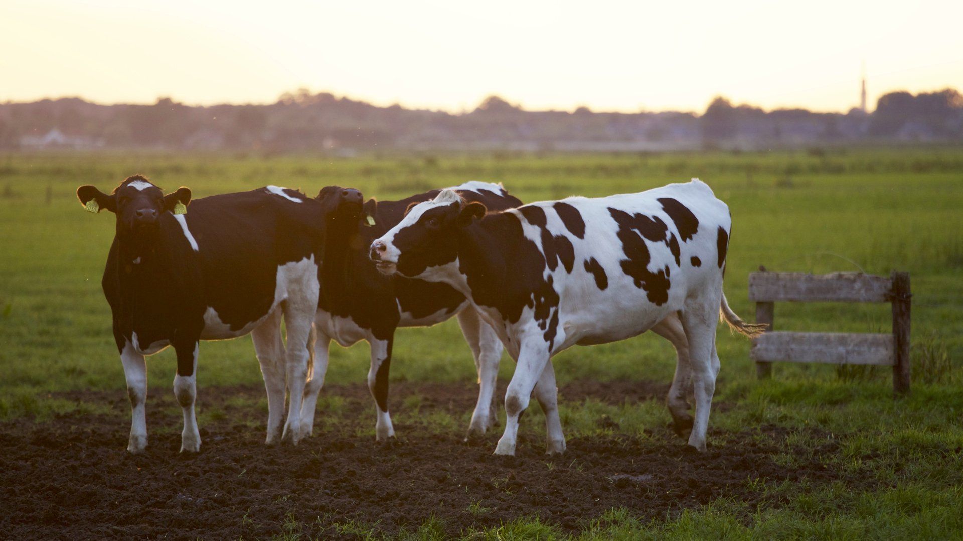 Dairy Farm