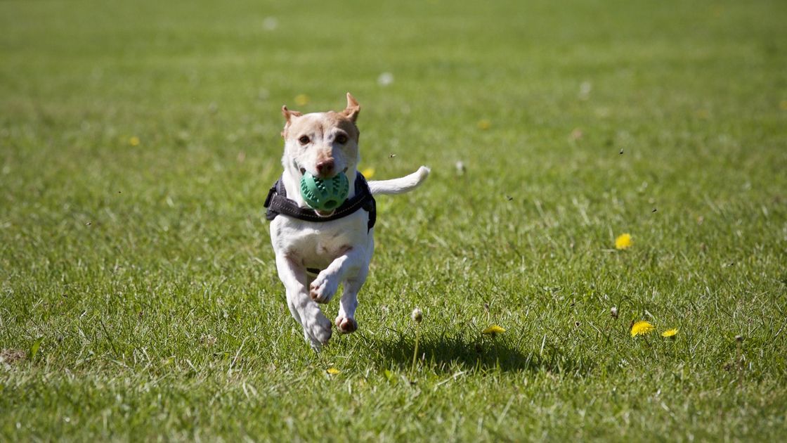 Leash Free Pet Park