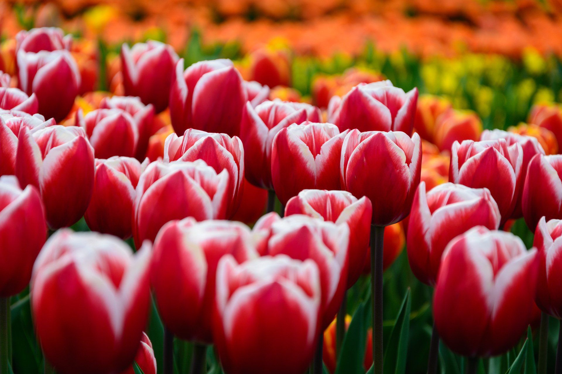 field of pink tulips