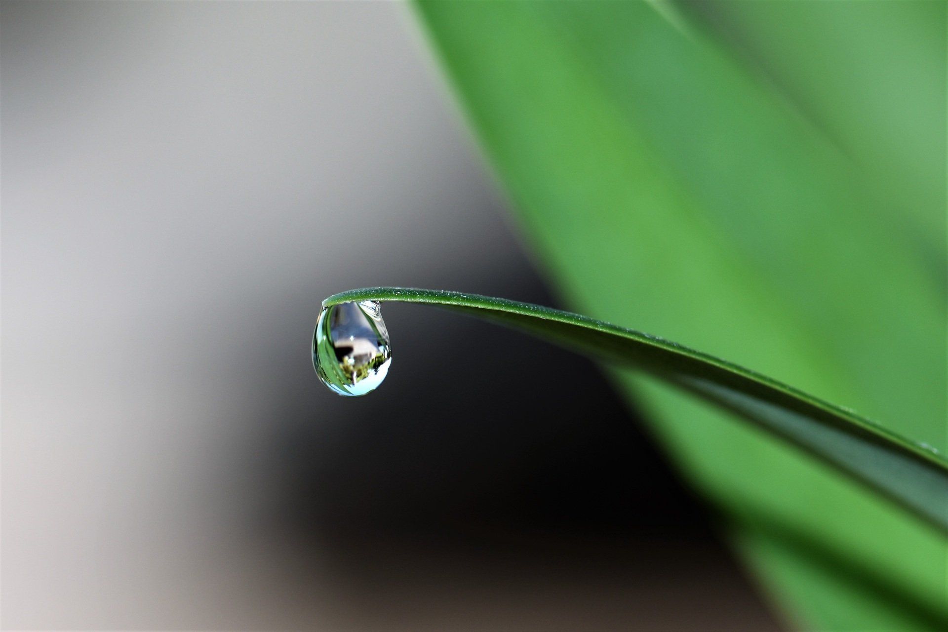 A single drop of water on a blade of grass