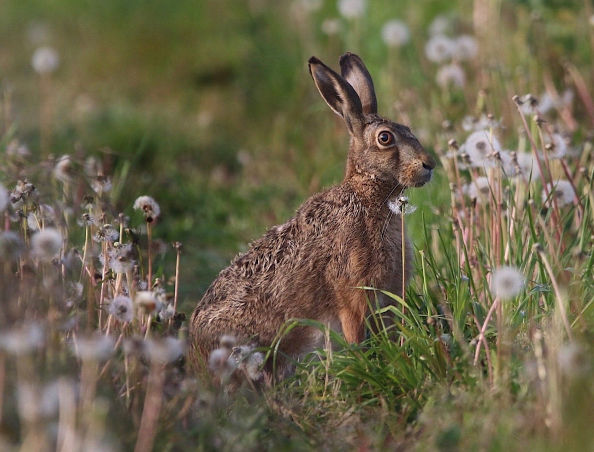 A Hare Leaps - A Poem by Sue Cartwright, Spiral Leaf