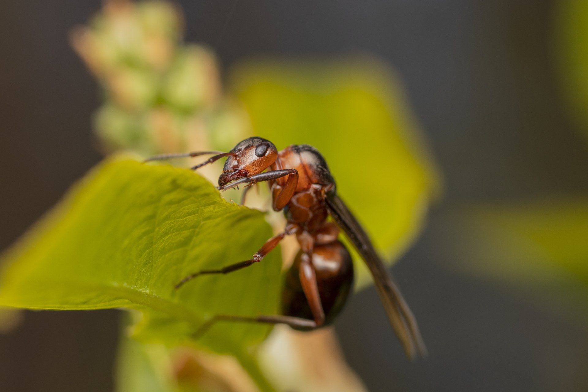 Does Home Insurance Cover Termite Damage in CT? What You Need to Know