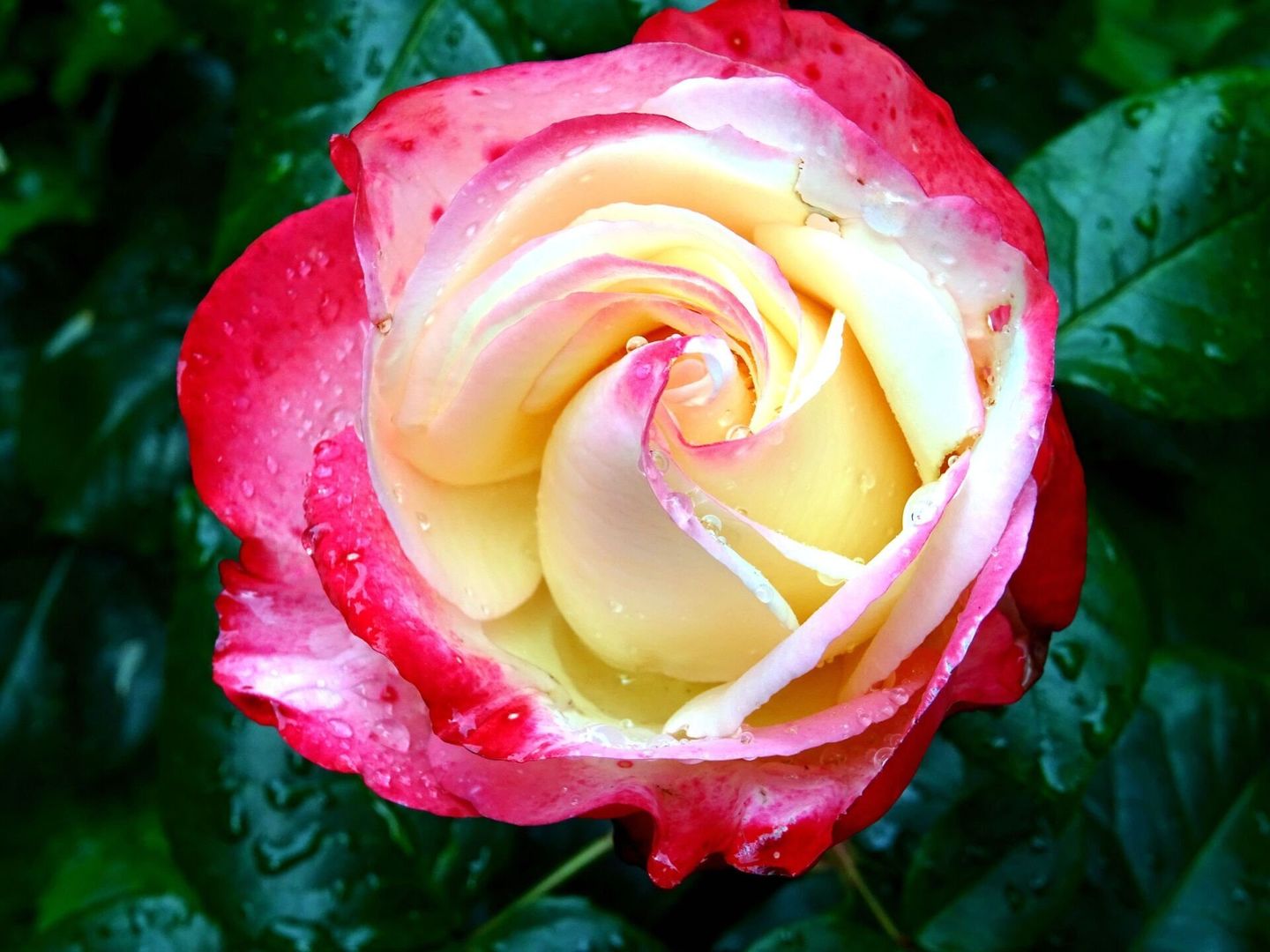 Rose with red edges, white, and yellow center, dew drops, against dark green leaves.