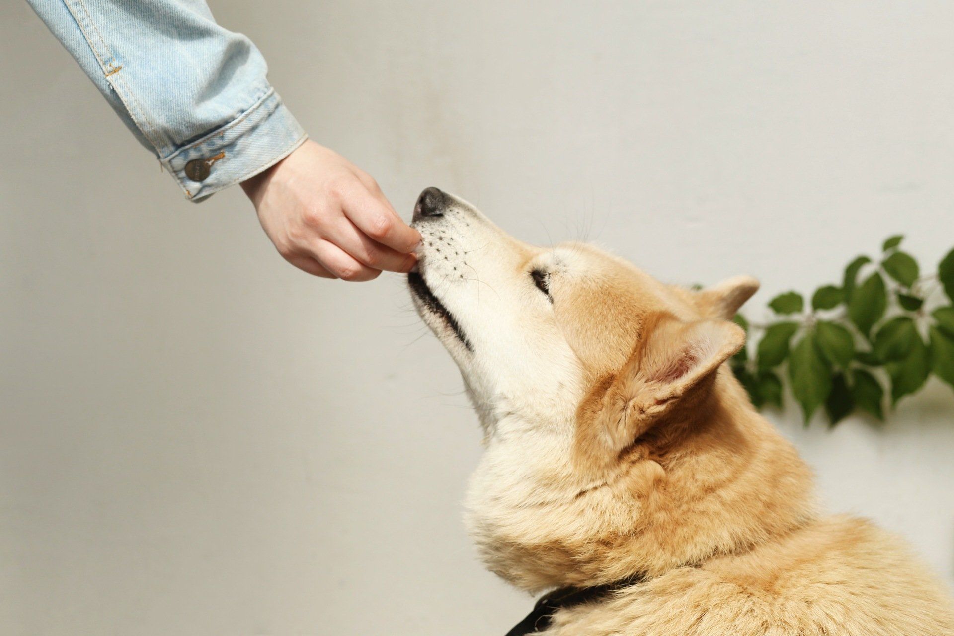 dog getting a treat