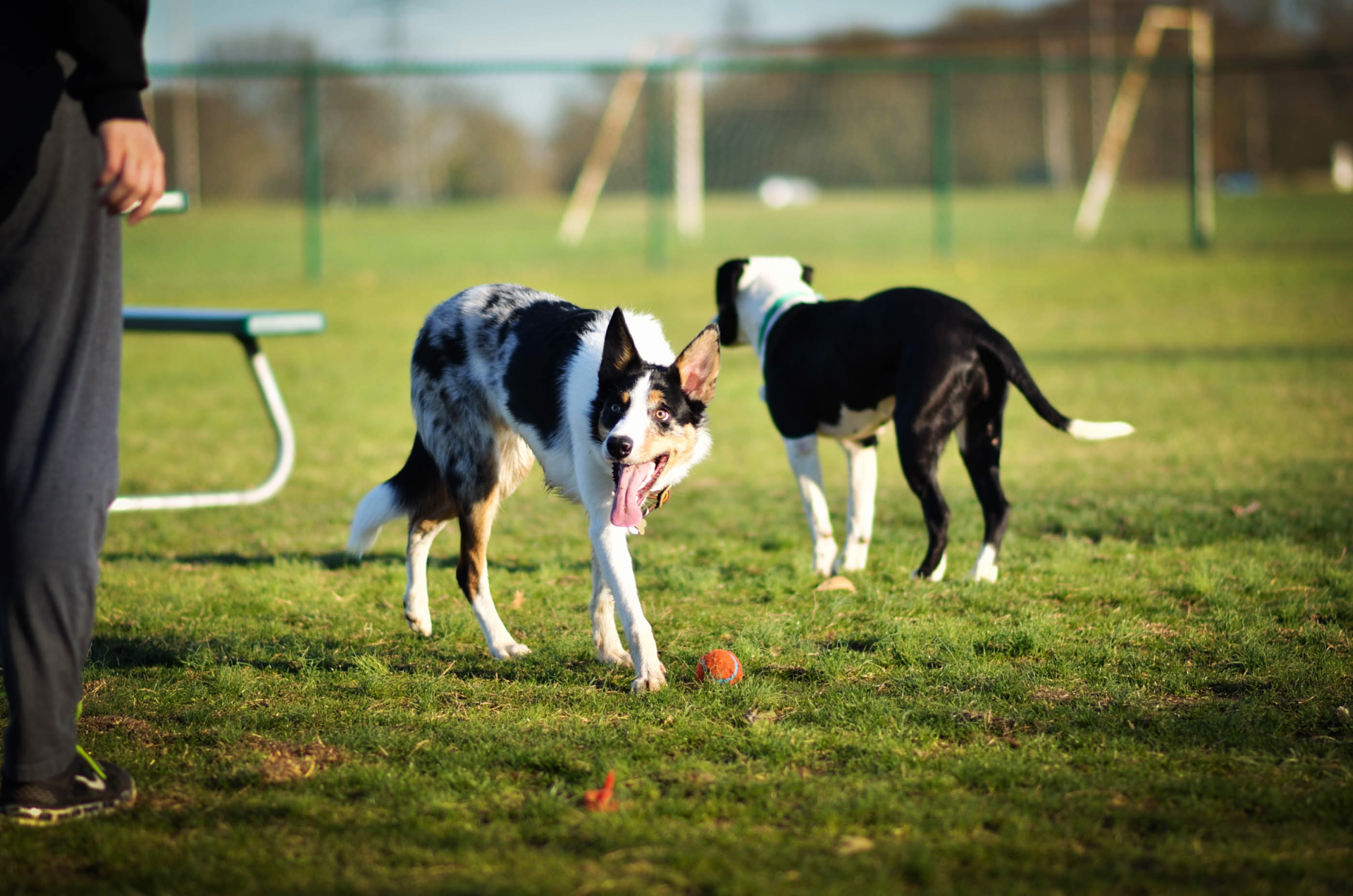 Two black-and-white dogs playing on grass near a person in a park