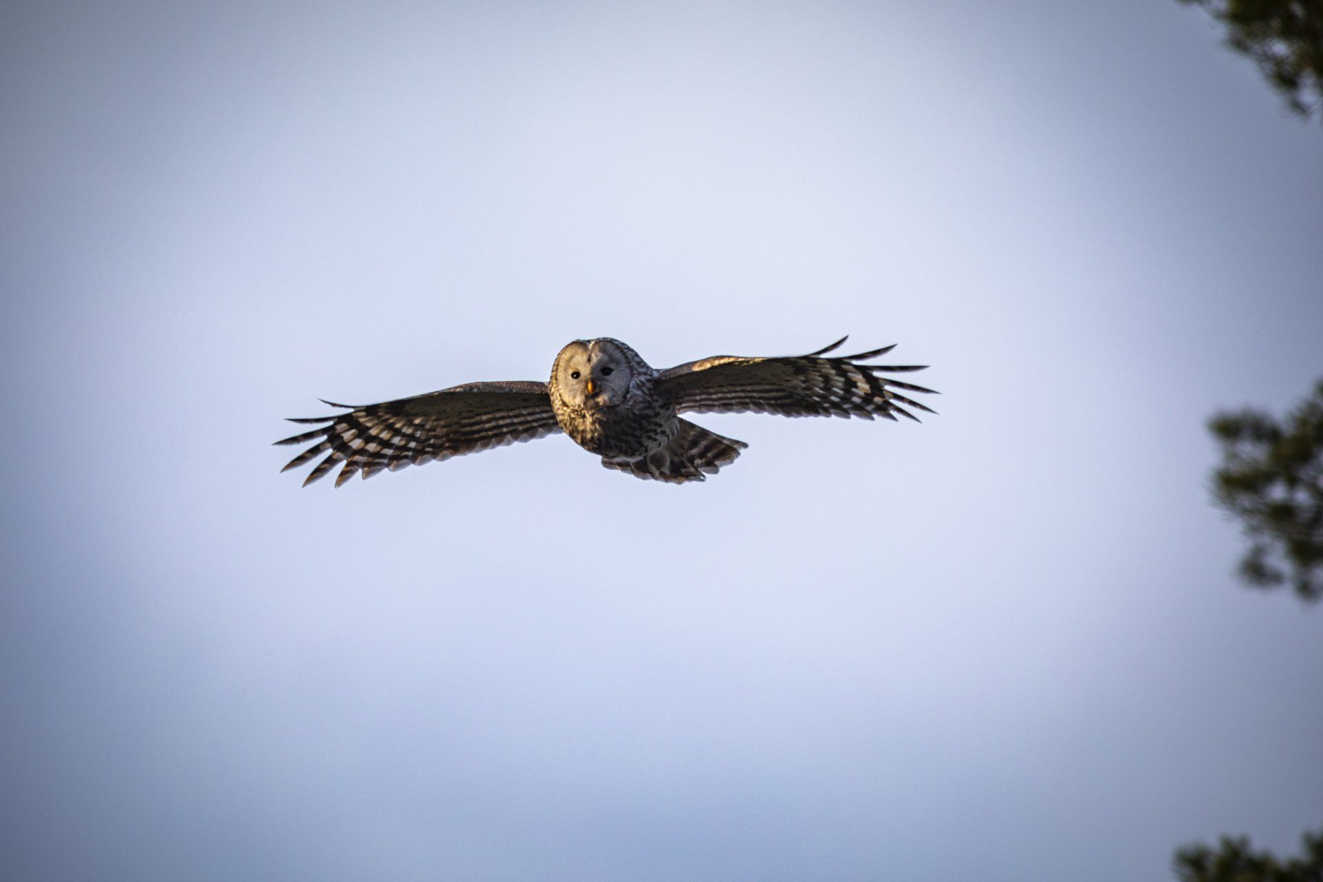 An owl is flying through a clear blue sky.