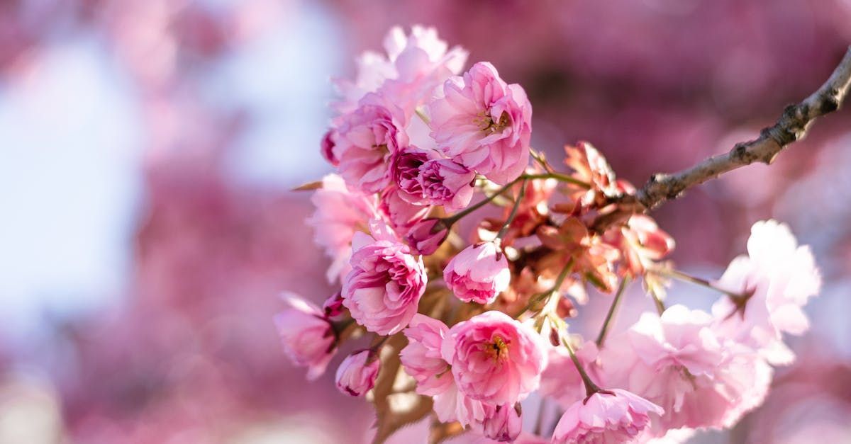 Pink cherry blossom flowers blooming on a tree branch, soft focus background.