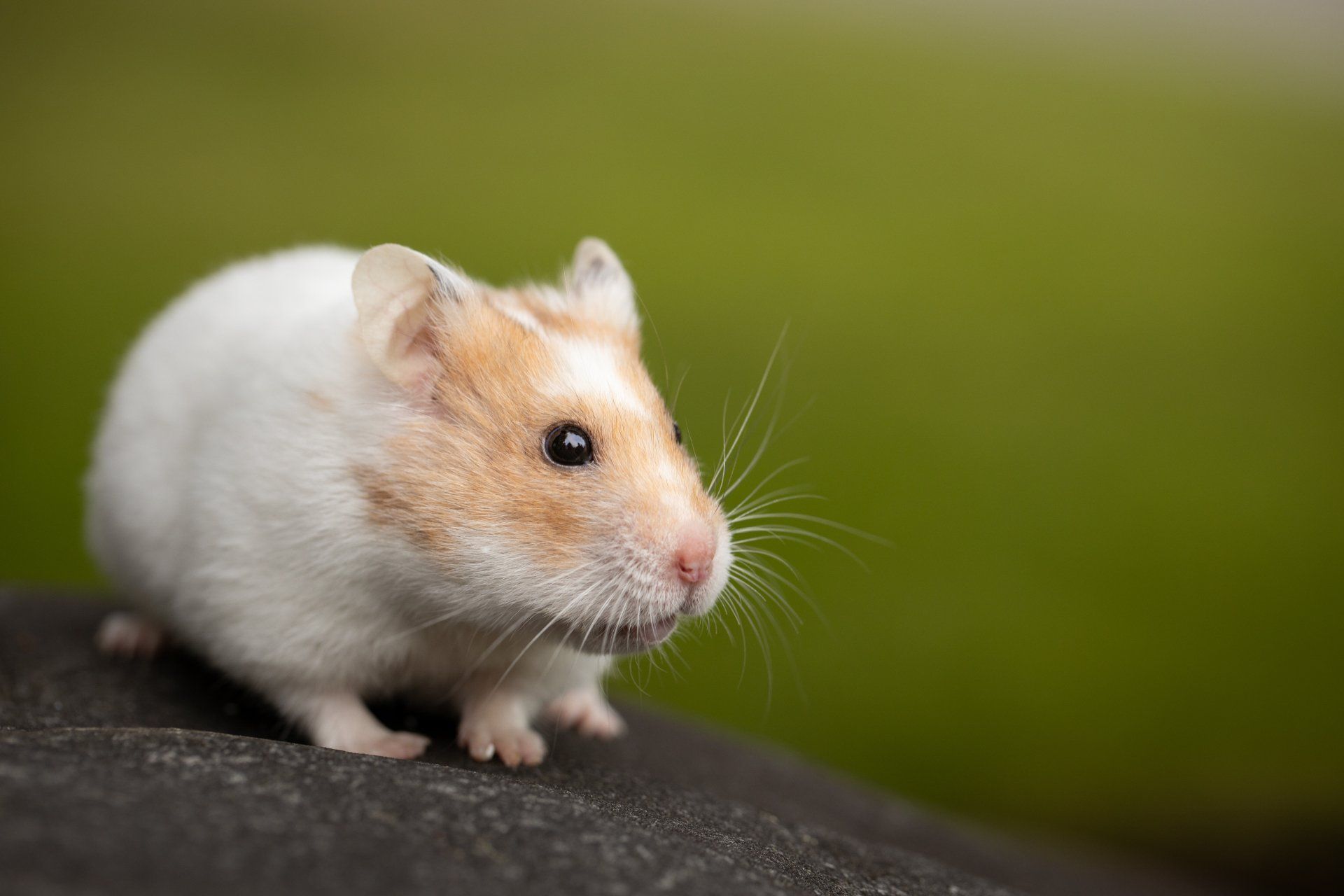 Hamsters