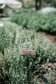 A close up of a garden with a sign that says `` english thyme ''.