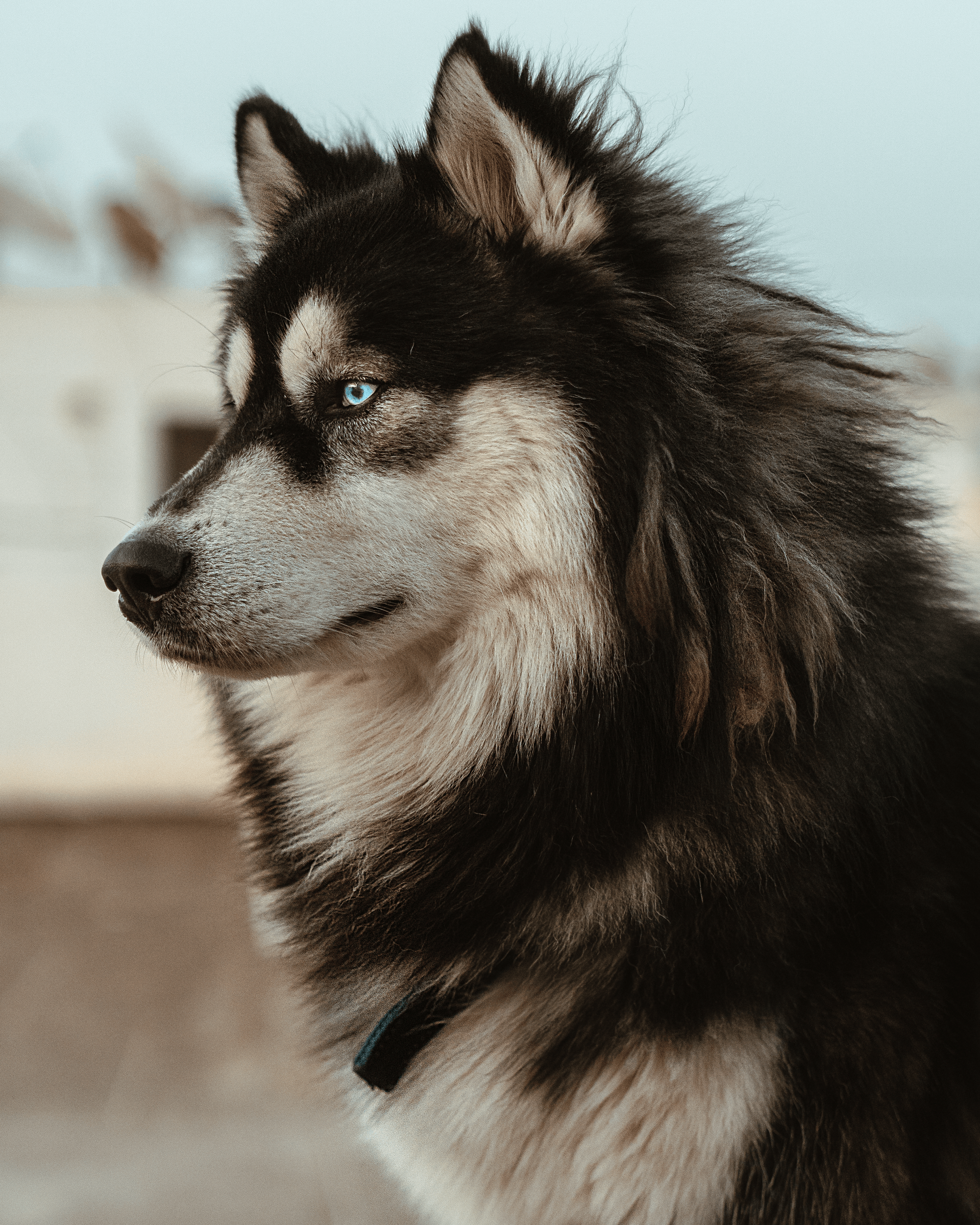 A husky dog with blue eyes is looking at the camera.