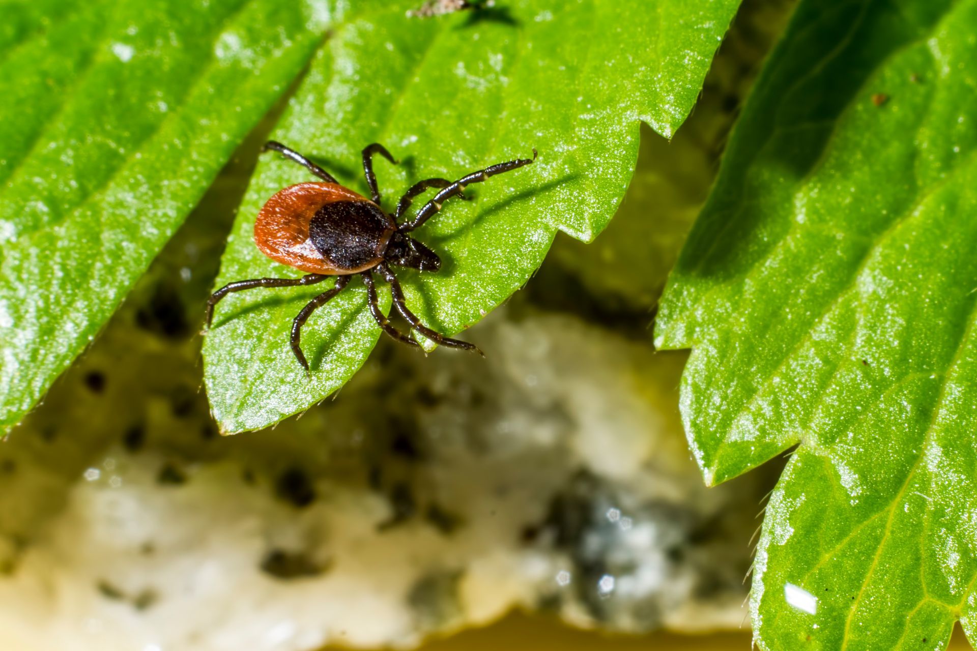 closeup image of a tick sitting on a leaf