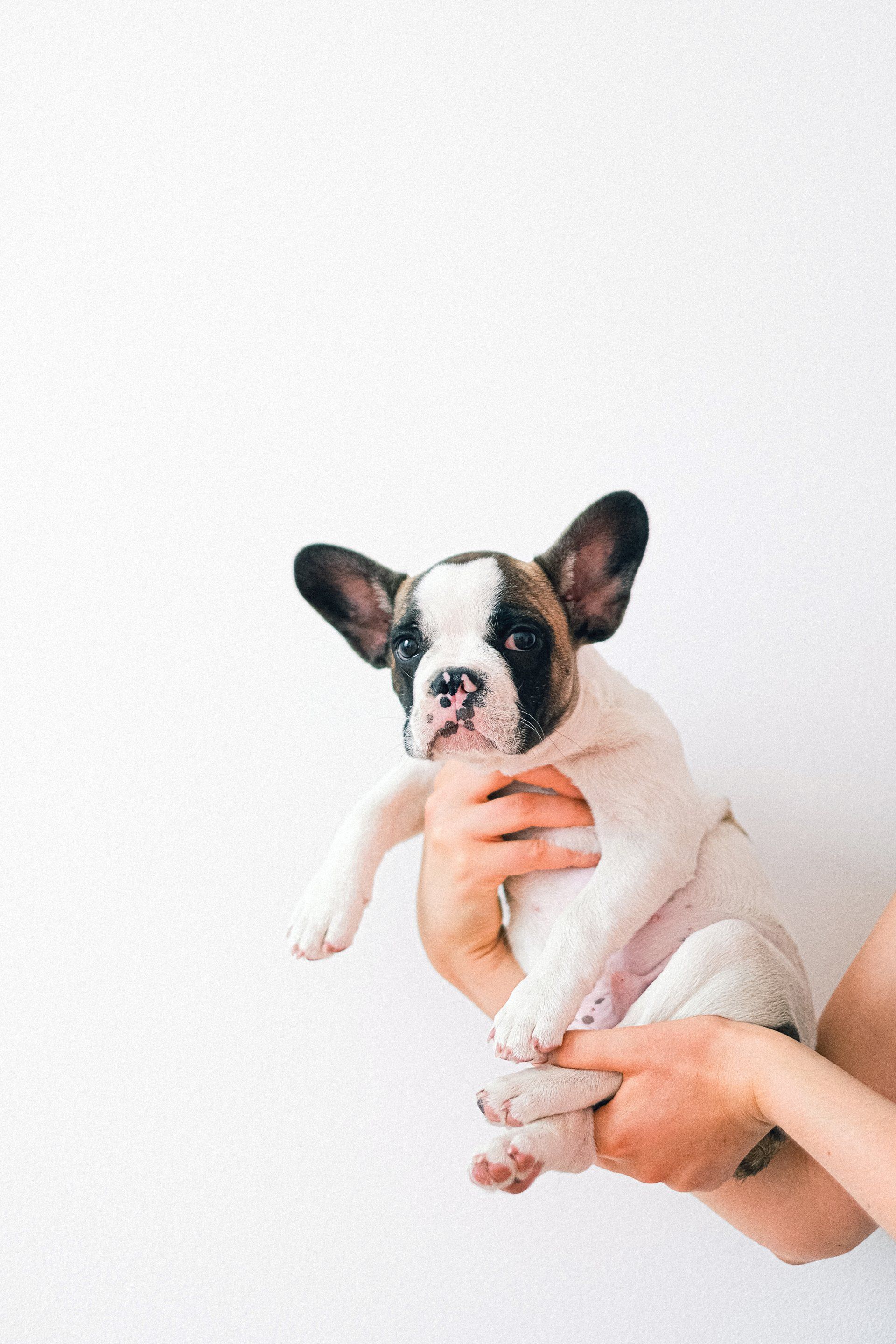 puppies ny