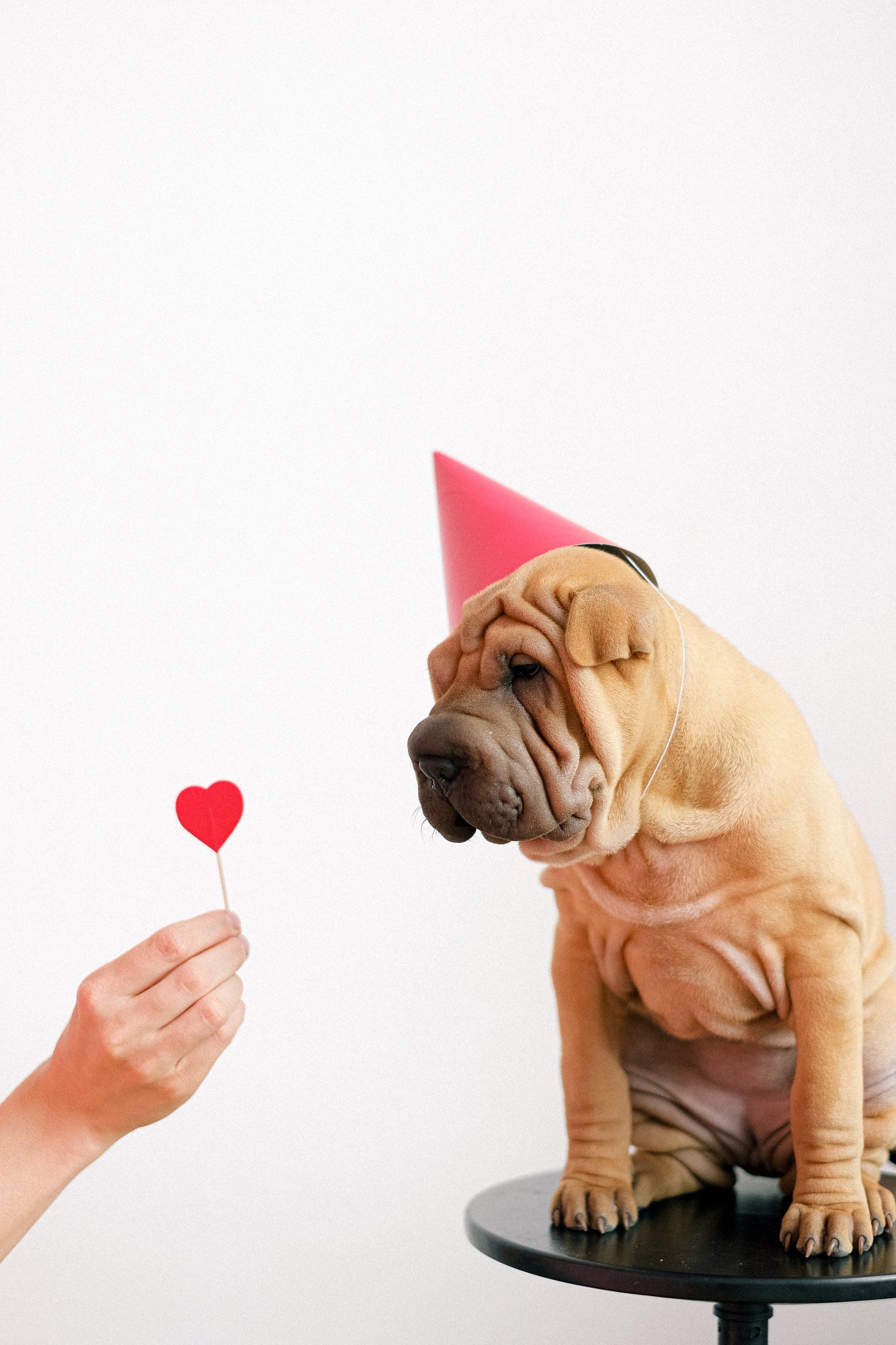 A shar pei puppy wearing a party hat is sitting on a table.