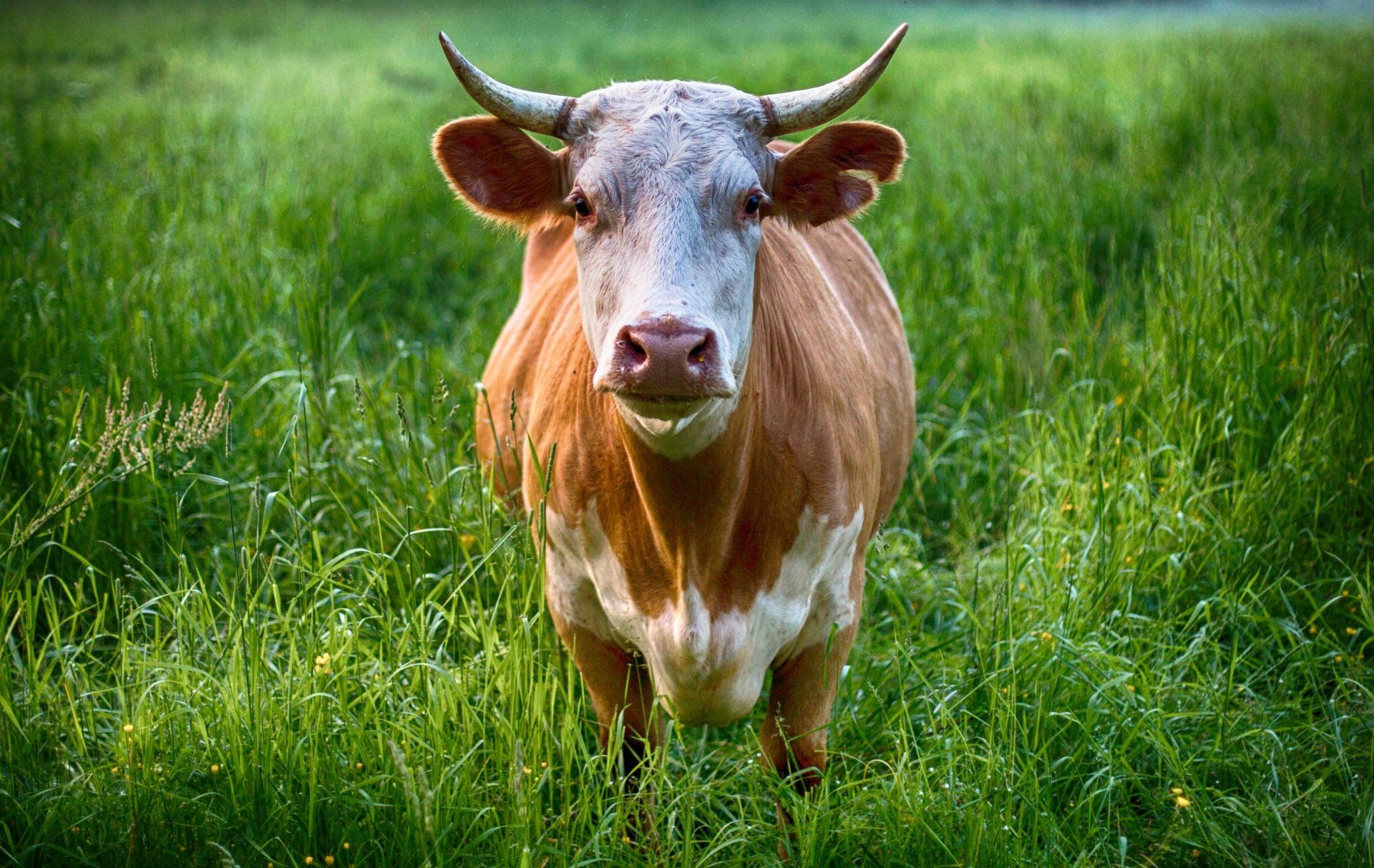 Een bruin-witte koe met hoorns staat in een grasveld en kijkt naar de camera.