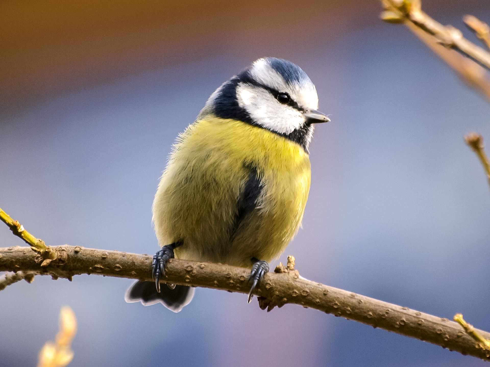 A blue tit