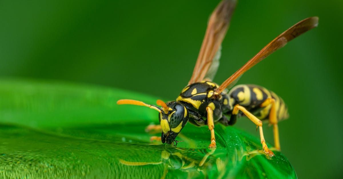 stinging insect