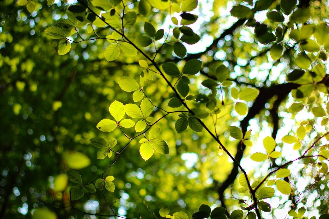 Bos | Natuur | Borkeld