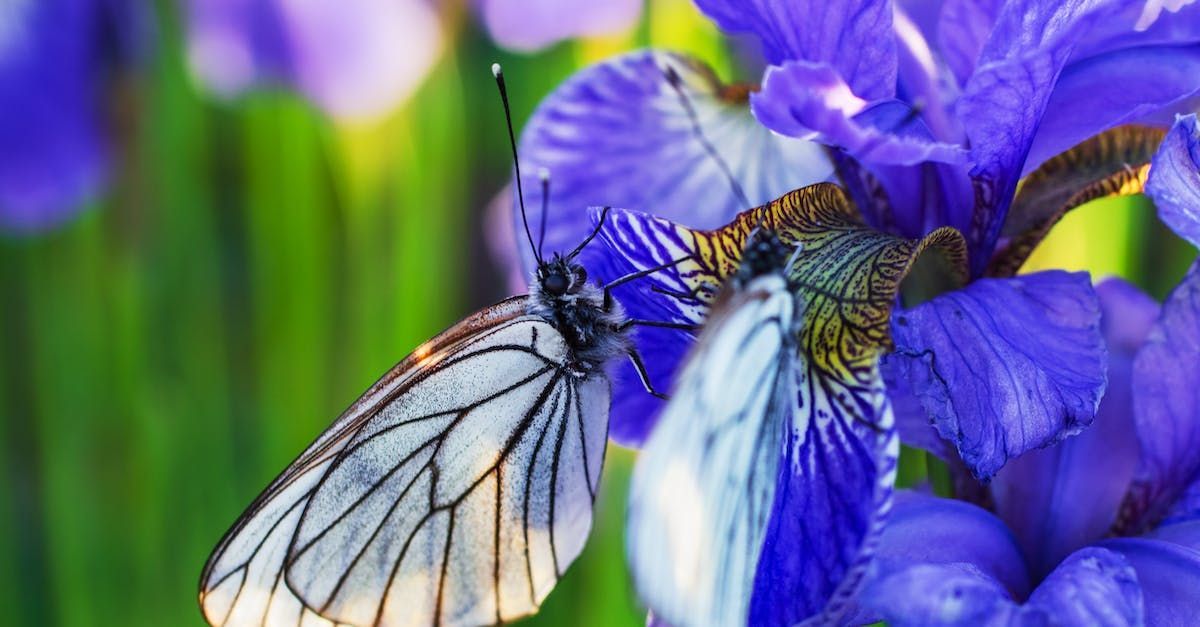 White butterfly with black veins on purple iris flowers.