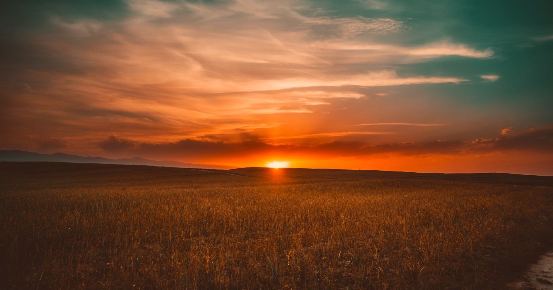 The sun is setting over a field of wheat.
