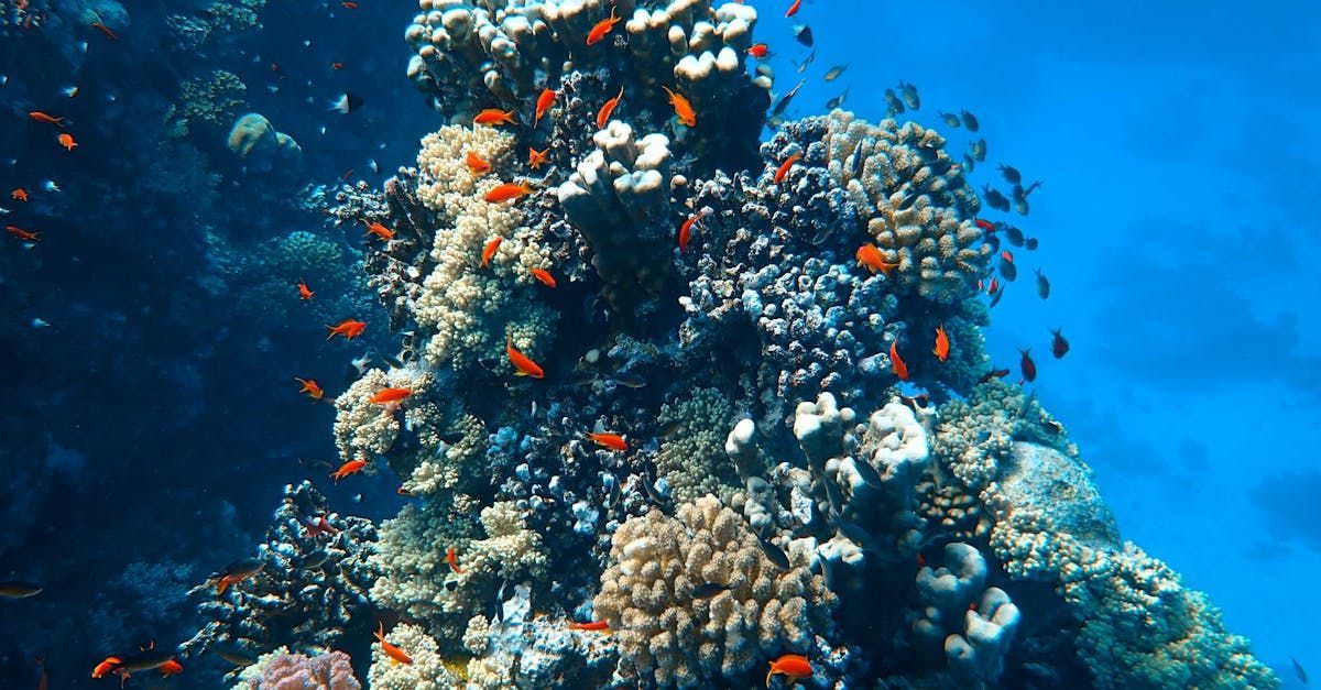 school of fish
