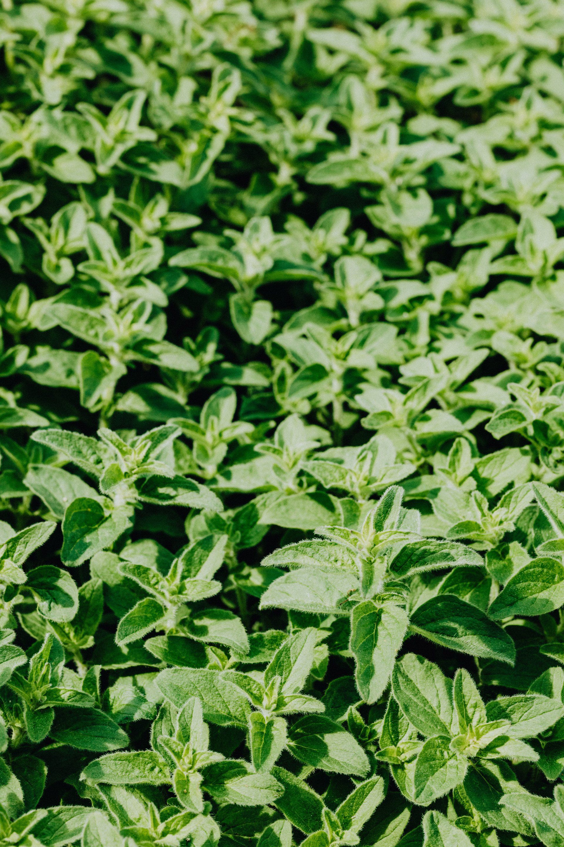 a close up of a bunch of green plants growing in a garden .