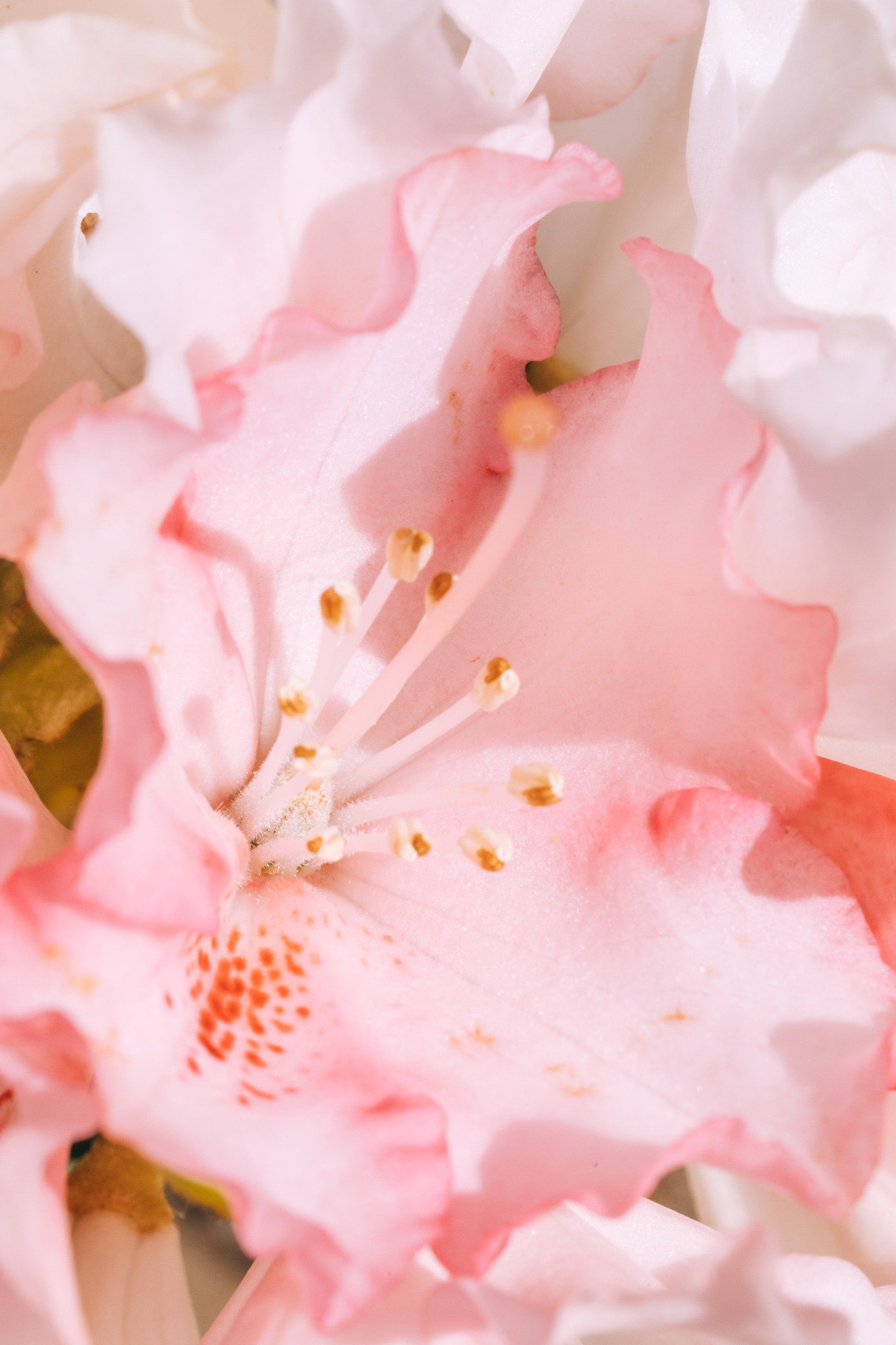 Pink azalea blossoms with white petals and yellow stamens in soft focus