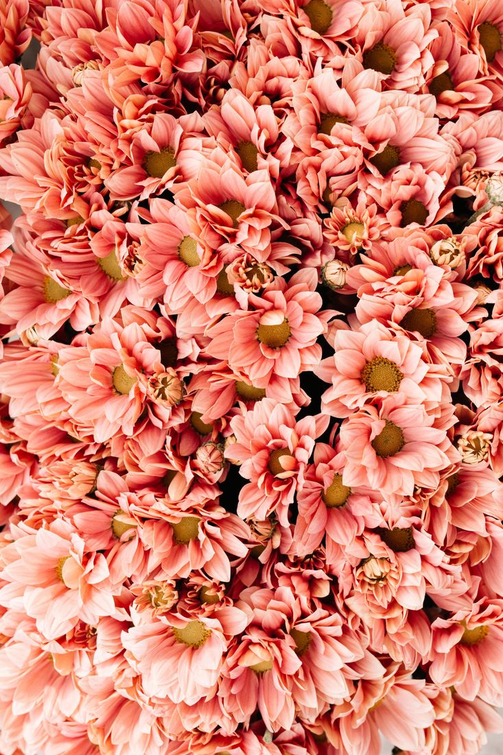 flores y plantas cecilia