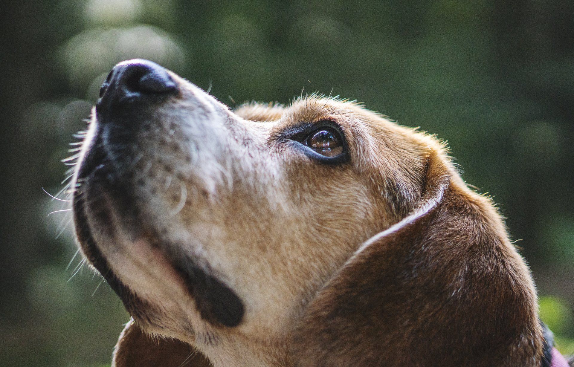 dog, beagle breed