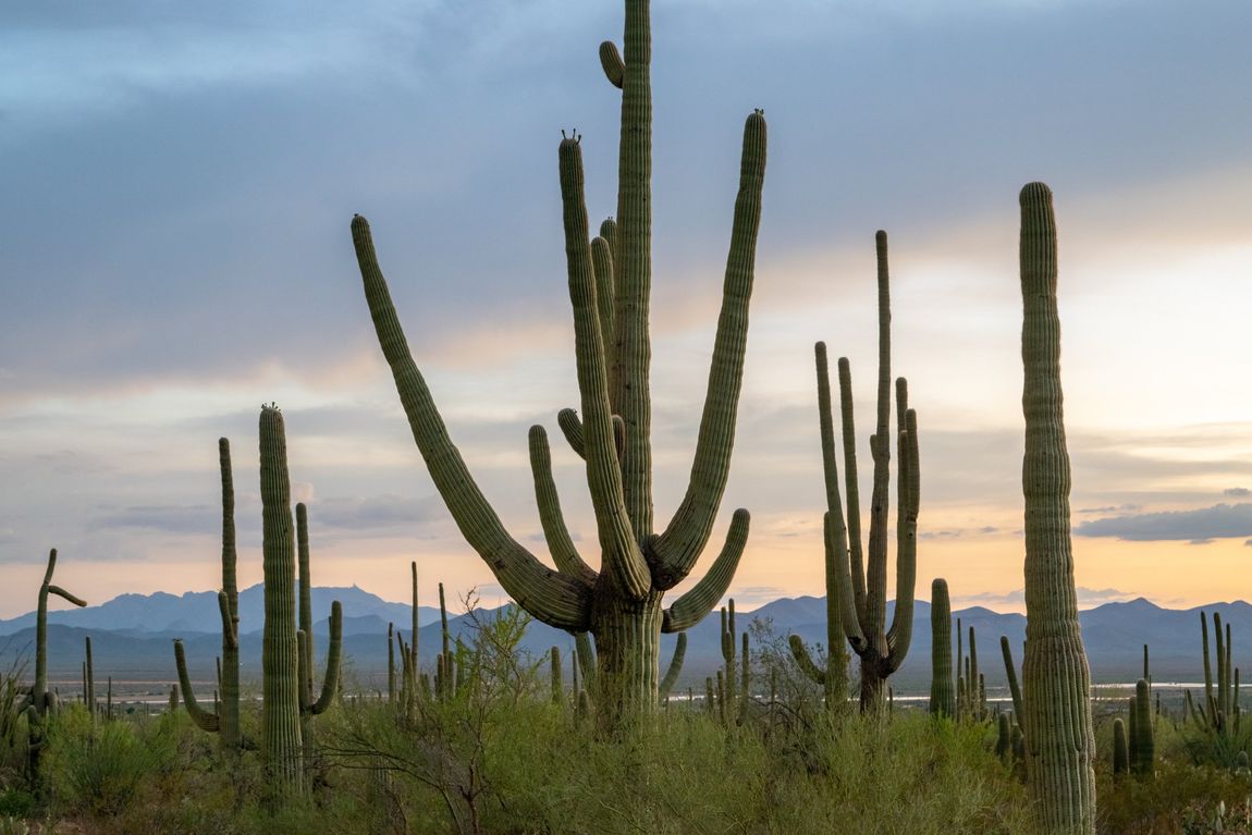 Come visit me in beautiful, sunny Arizona! Saguaro cactus in Arizona