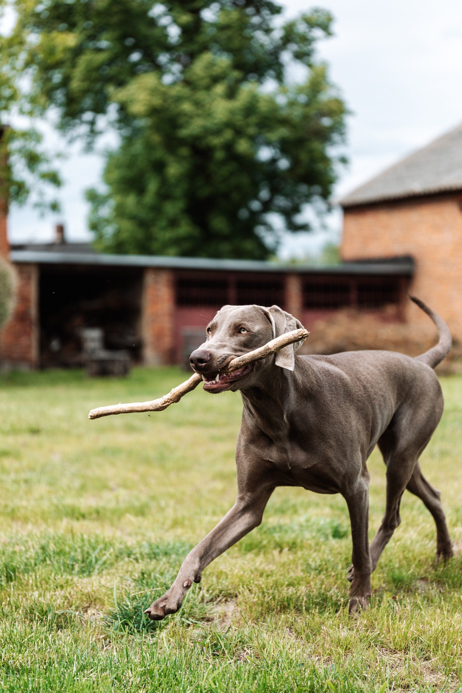 Gray dog running across grass with a stick in its mouth, outdoors near buildings.