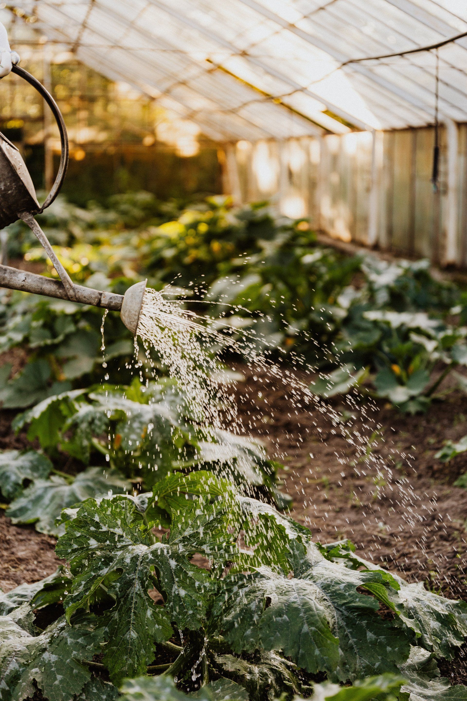 Gartenservice. Eine alte Metallgießkanne, die ein Beet gießt