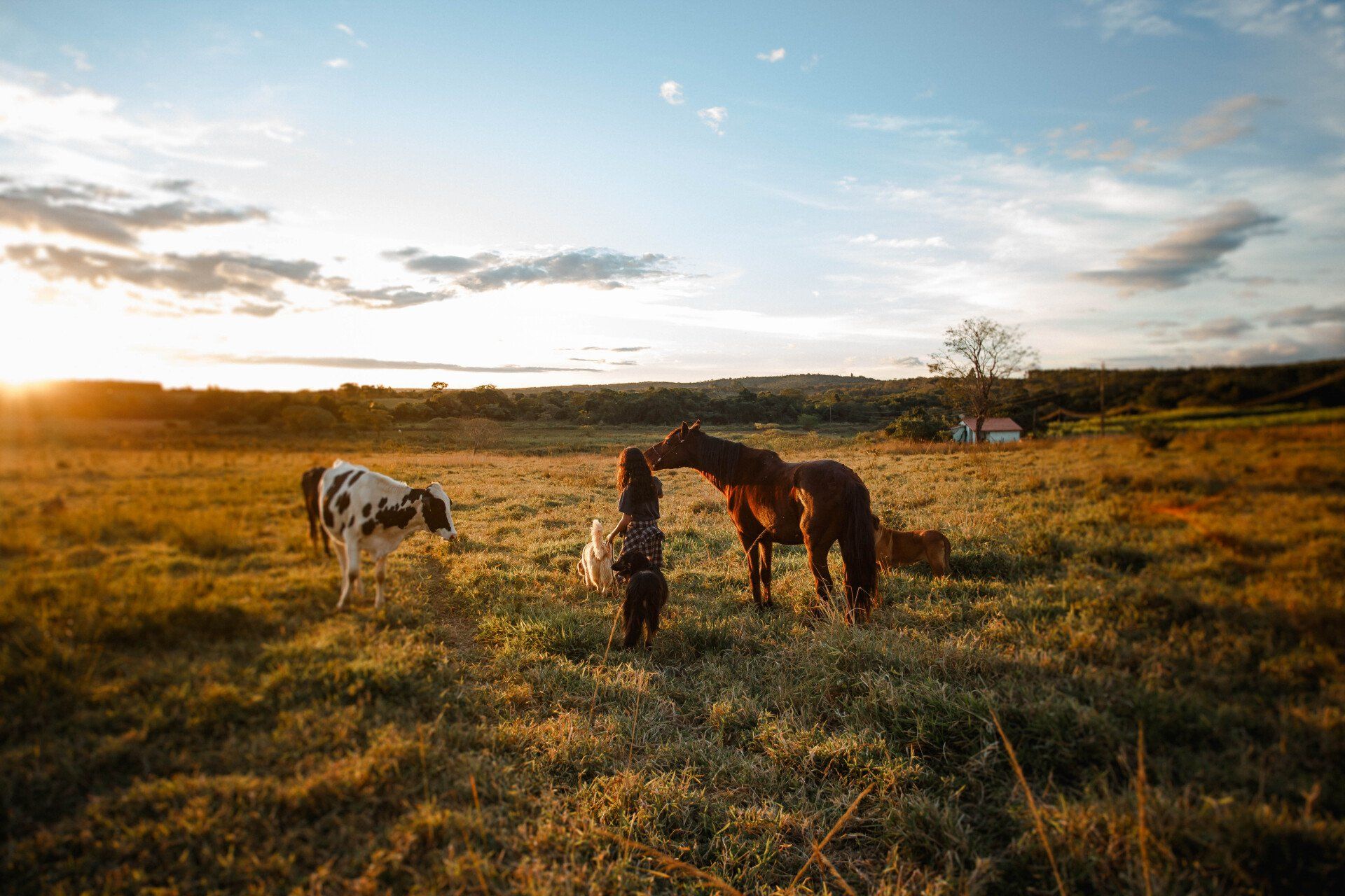 A cow and two horses are grazing in a field at sunset.