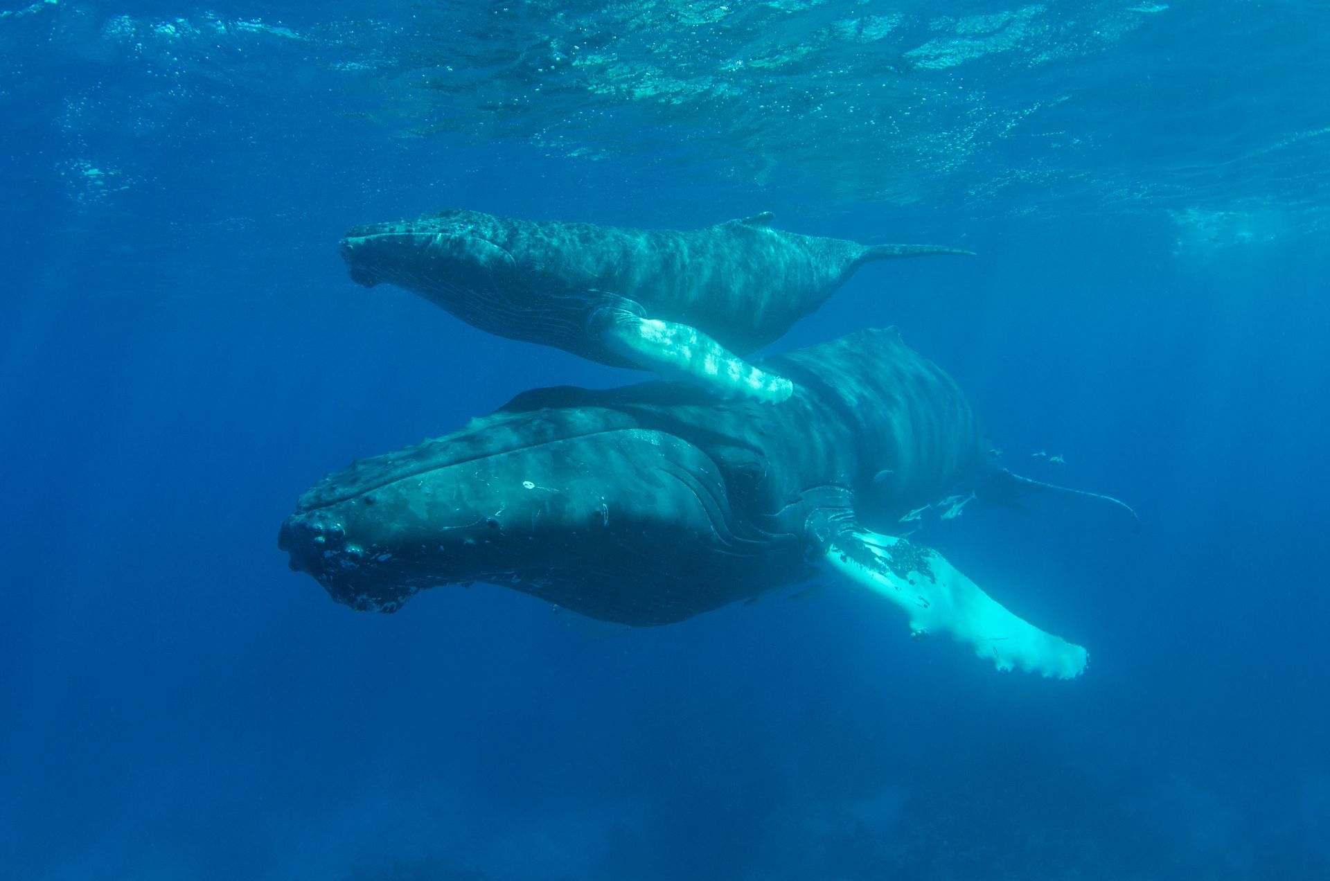 Two humpback whales are swimming in the ocean