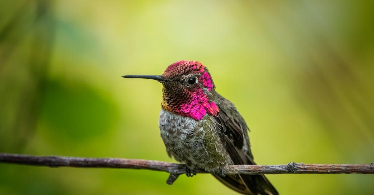 A hummingbird perched on a branch with a green background.