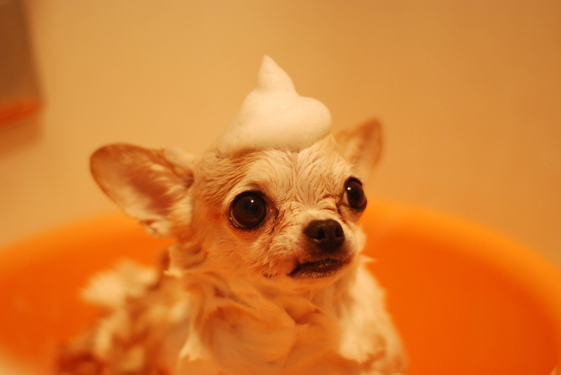 dog in a bubble bath