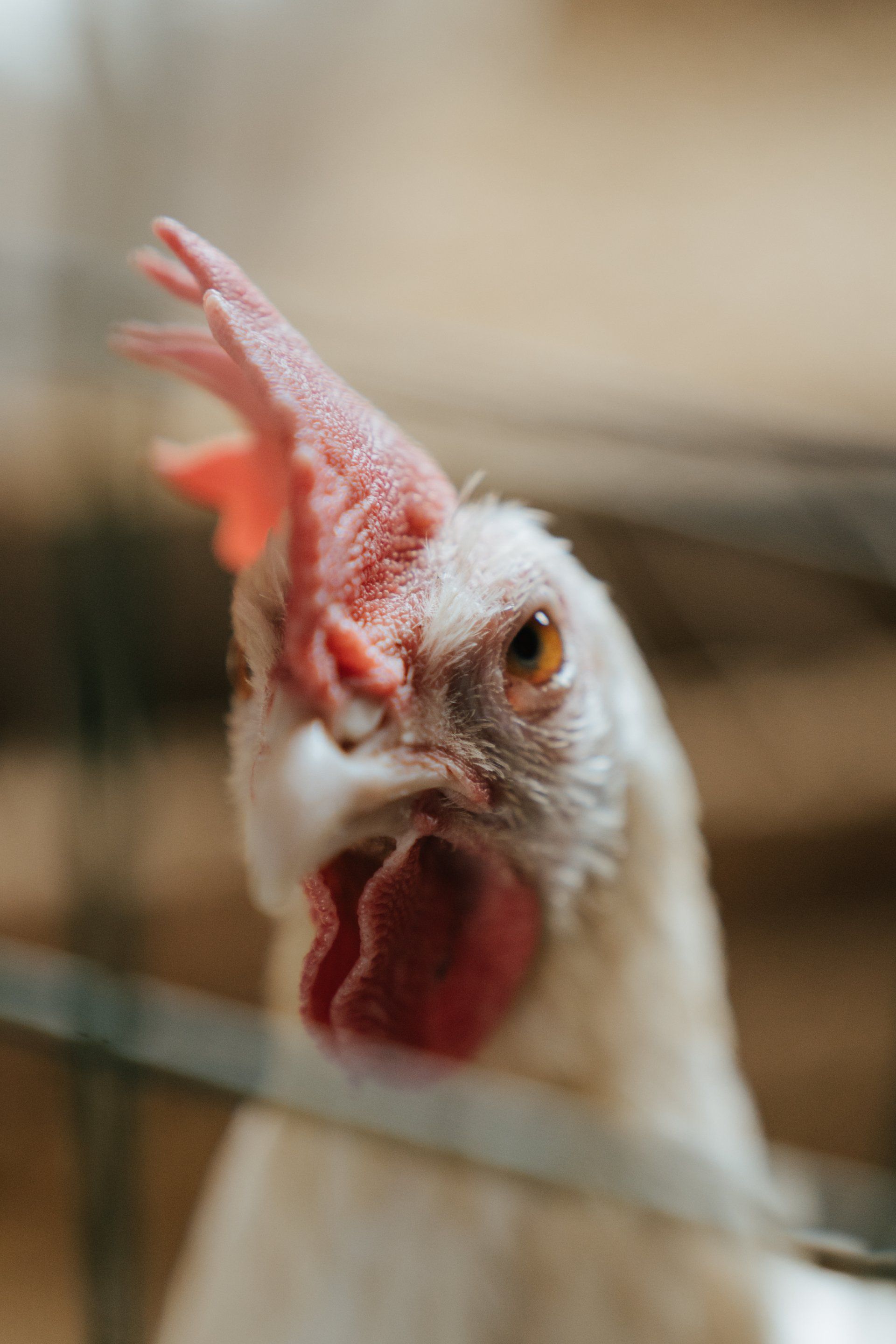 Close-up of a white chicken with a red comb, looking through cage bars