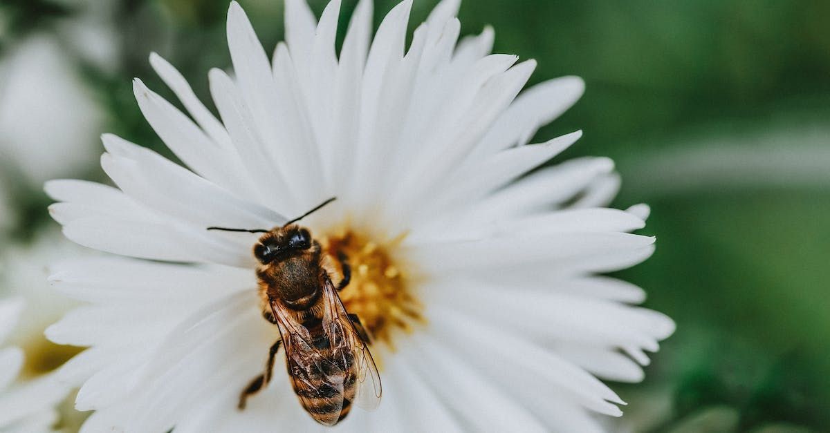 Bee on a white daisy with a yellow center, against a blurred green background.