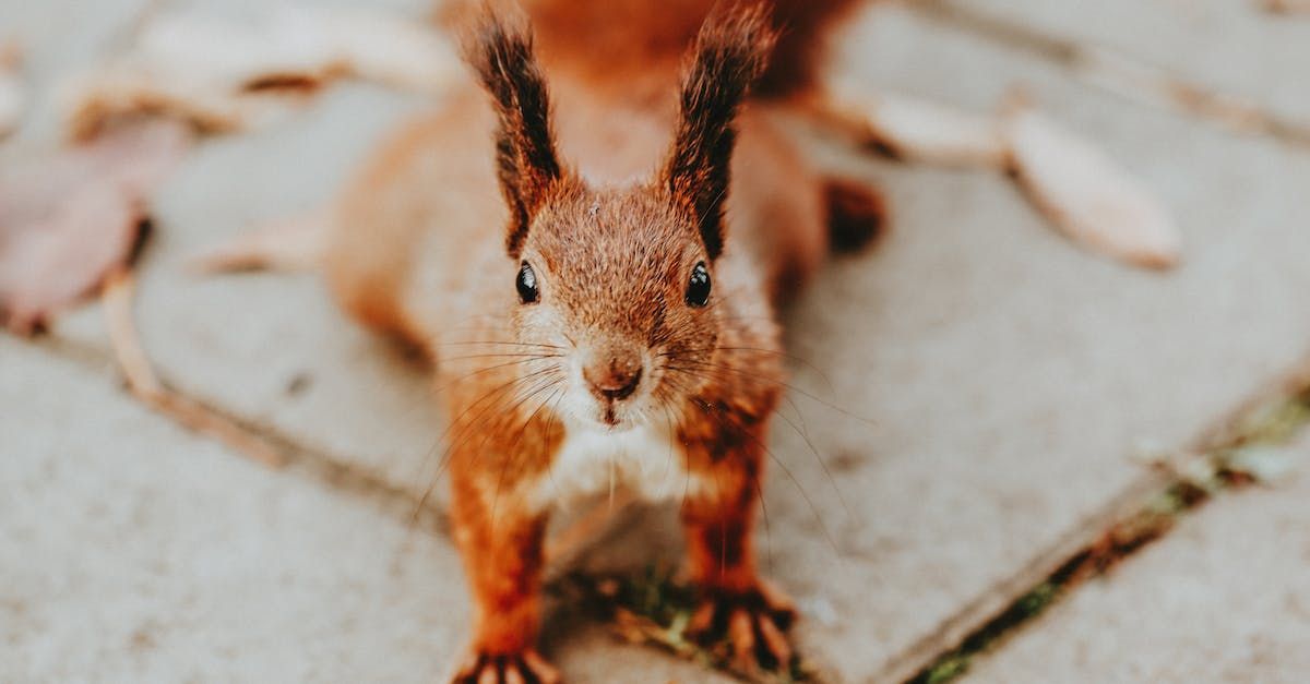 Red squirrel, facing the viewer, on a gray stone path, with foliage.