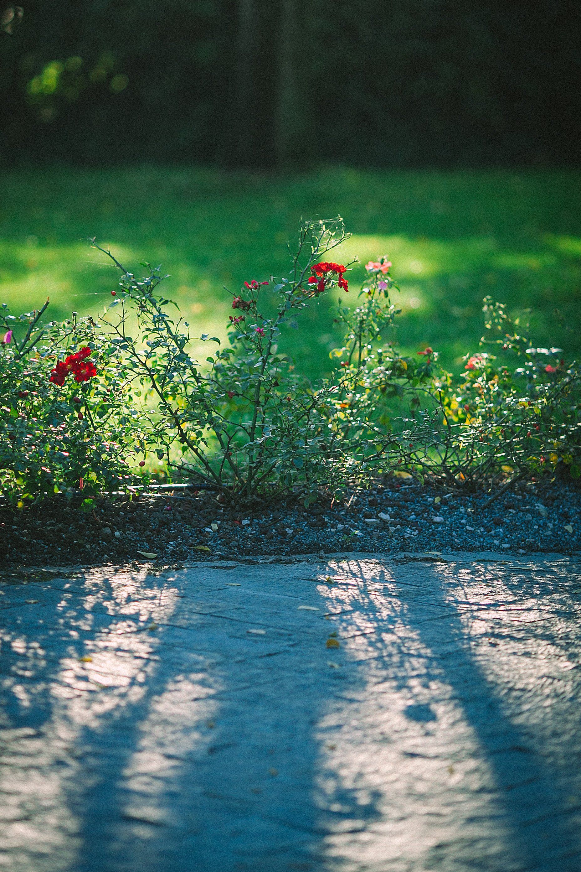 Landscape design | Palm Harbor, FL | Native FL Property Solutions