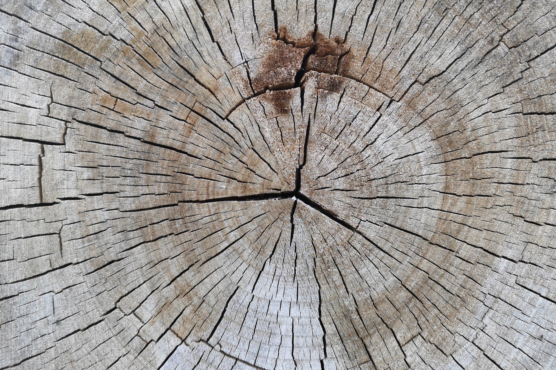 Close-up of weathered tree stump with concentric rings and cracks