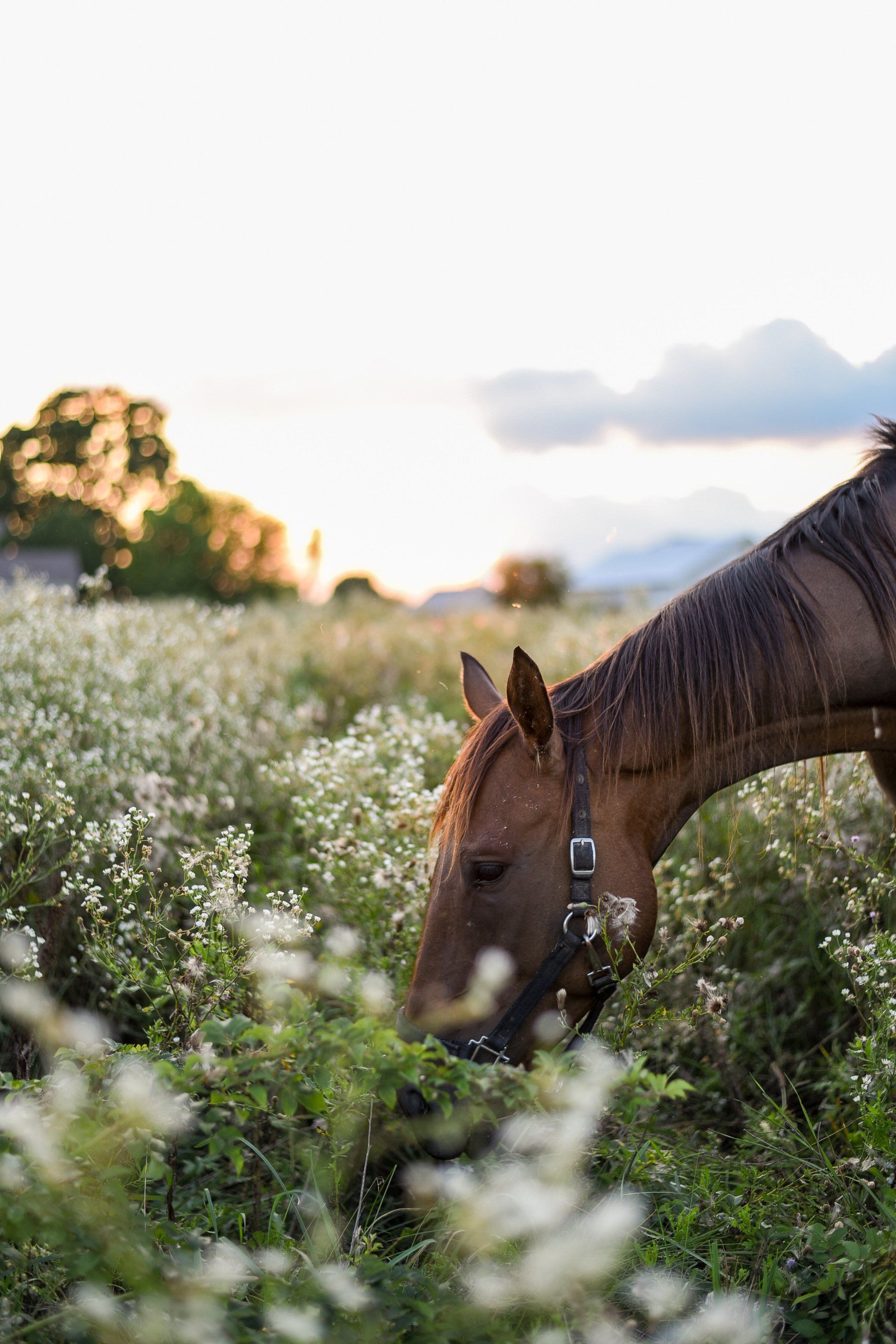 Brown horse grazing in a wildflower meadow at sunset